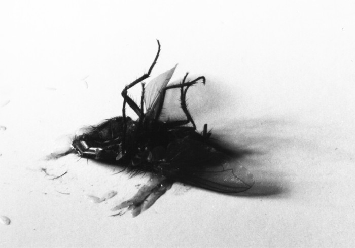 dead fly photo, black and white