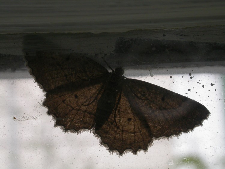 another moth on a window