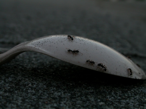 Ants on a spoon.