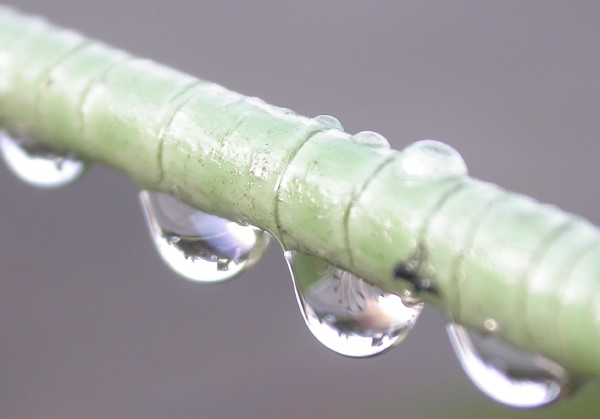 drops on a plant