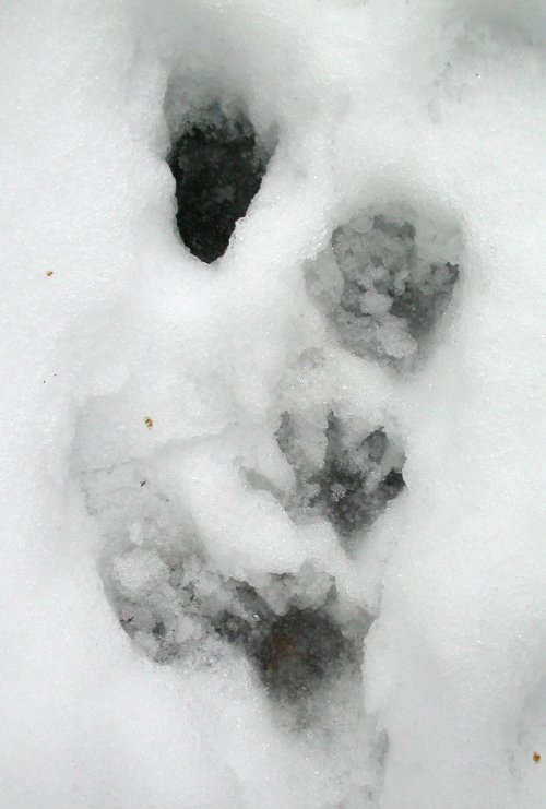 raccoon prints in snow