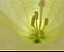 0050flower01.jpg