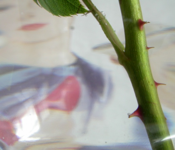 thorns under water