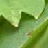 leaves thumbnail