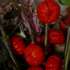 still life thumbnail