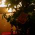 xmas plant