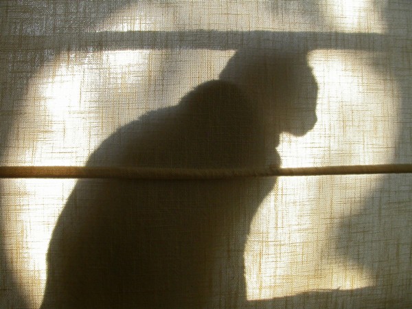Casper in the window.