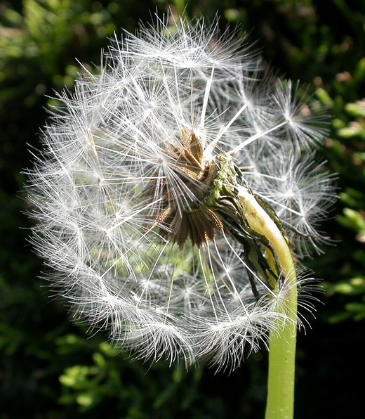 a dandelion