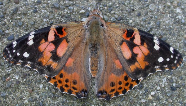 a moth or butterfly