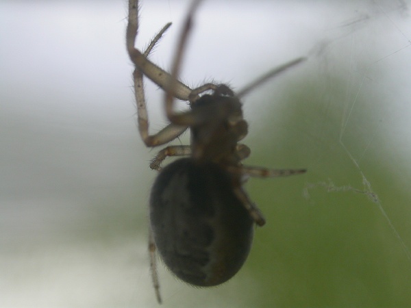 a spider